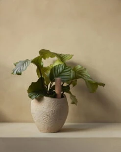 MENU Jardinière Plantas, 24 cm, Ivoire -Ménagers Décoration Boutique MENU Plantas Planter Hydrous Watering Stick