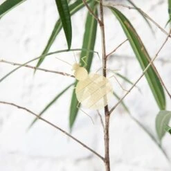 Fundamental Berlin Ornement Flatmates, Punaise, Laiton -Ménagers Décoration Boutique bedbug plant